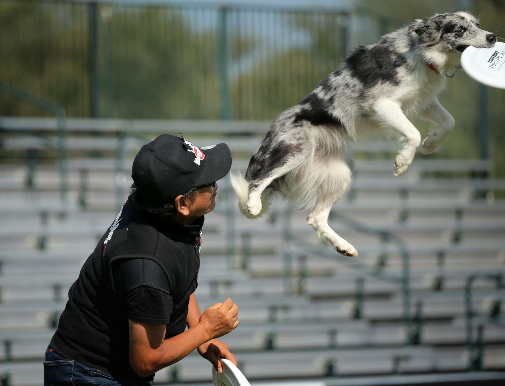 Incredible dogs compete at Purina Farms